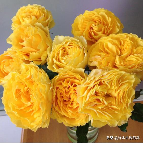 月季有盲枝是什么原因,春天月季全部都是盲芽是什么原因