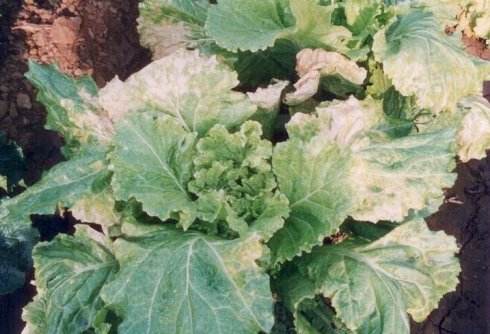 白菜霜霉病症状及防治方法有哪些,白菜黑斑病与霜霉病的区别
