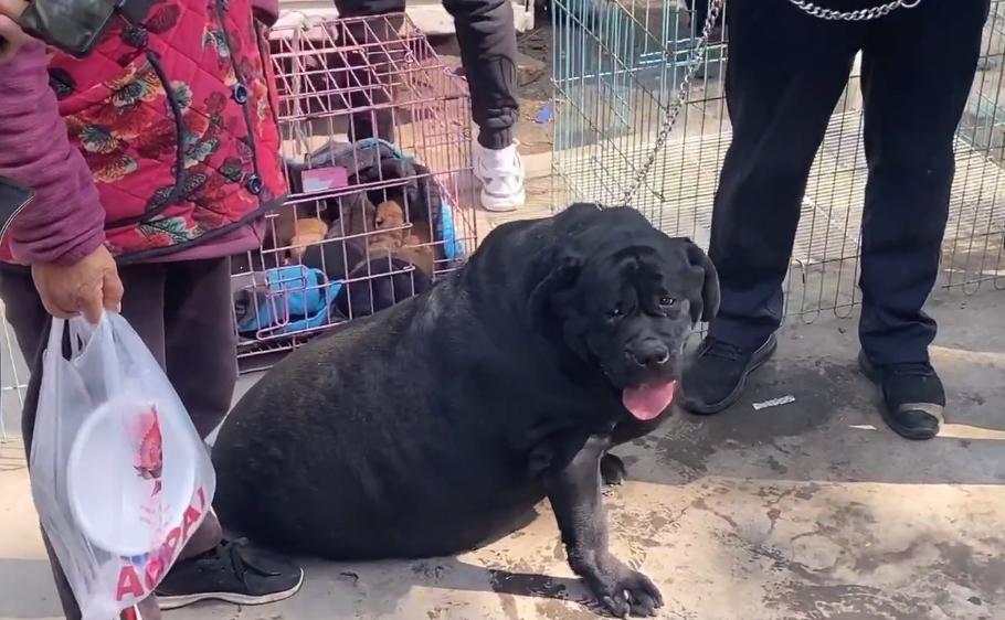 狗市拉布拉多双血统才800真的吗,狗市顶级品相拉布拉多