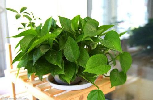 给绿萝来点它不到1个月疯长不停,绿萝怎么爬满墙不黄