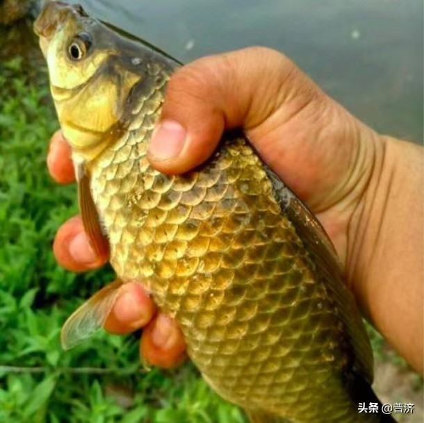 居家厨房挑战视频,鲫鱼处理全过程