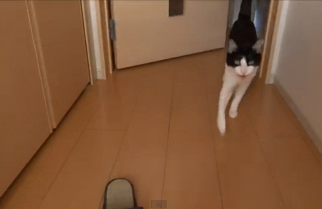 为什么要提倡领养代替买卖,为什么要提倡领养代替购买