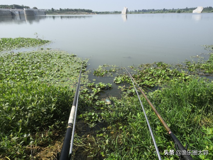 早上鲫鱼钓鱼方法与技巧,鲫鱼早上几点最好钓