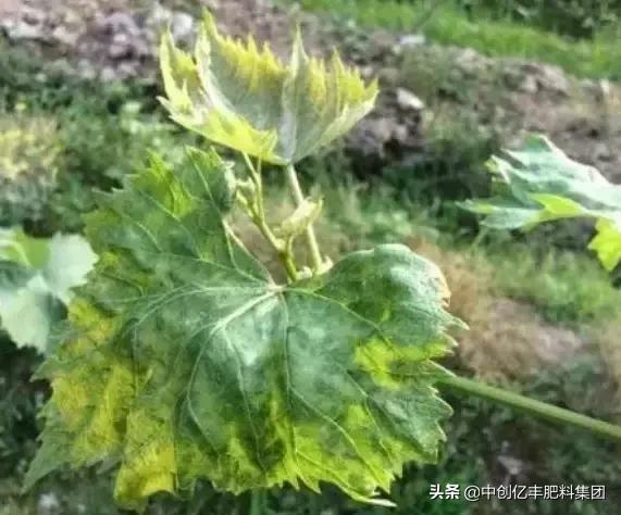 葡萄病虫害的高效防治方法,葡萄叶片发黄症状图谱