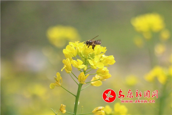 平利县：蜜蜂花间采蜜忙，酿出好“钱”景