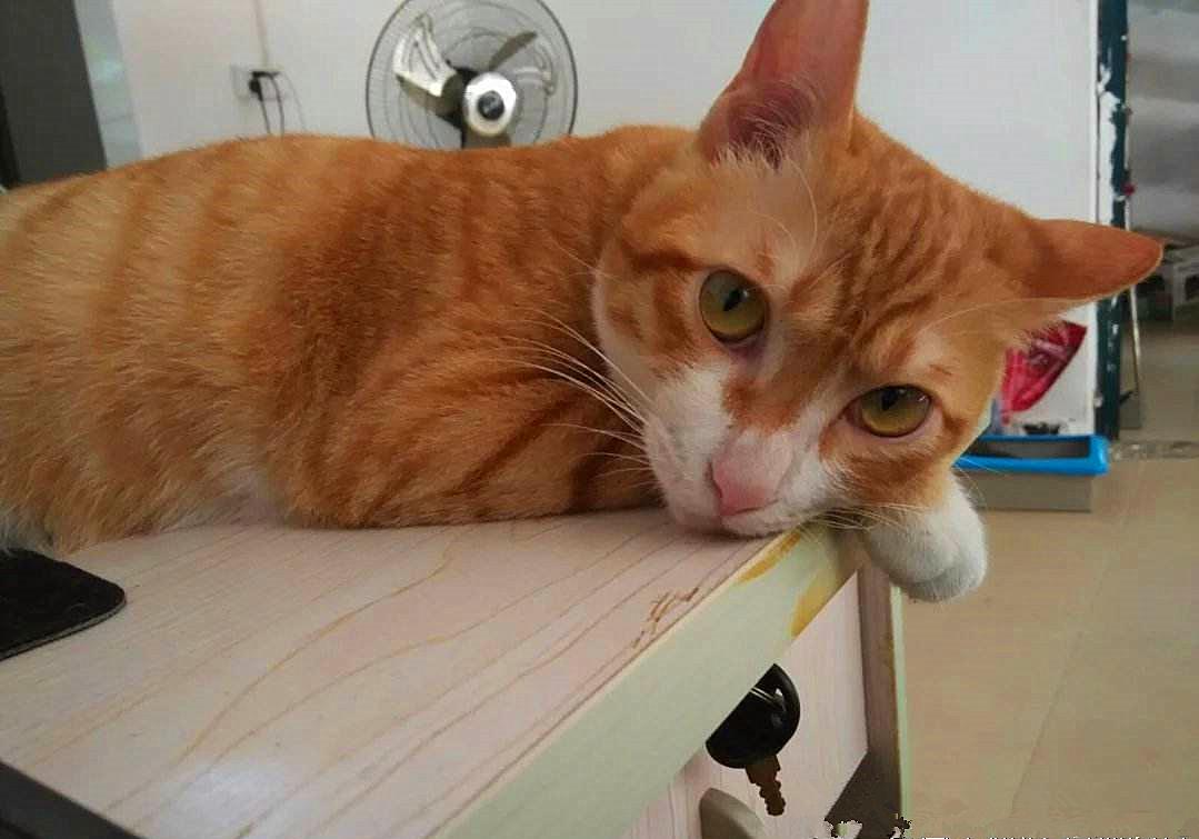 20块钱能买几只猫,20块钱买的猫