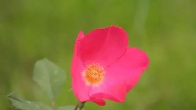 每天学习一点点——100种玫瑰品种科普