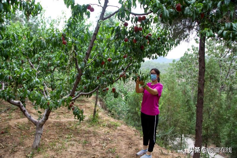 山西富利农业合作社,山西平定农业合作社