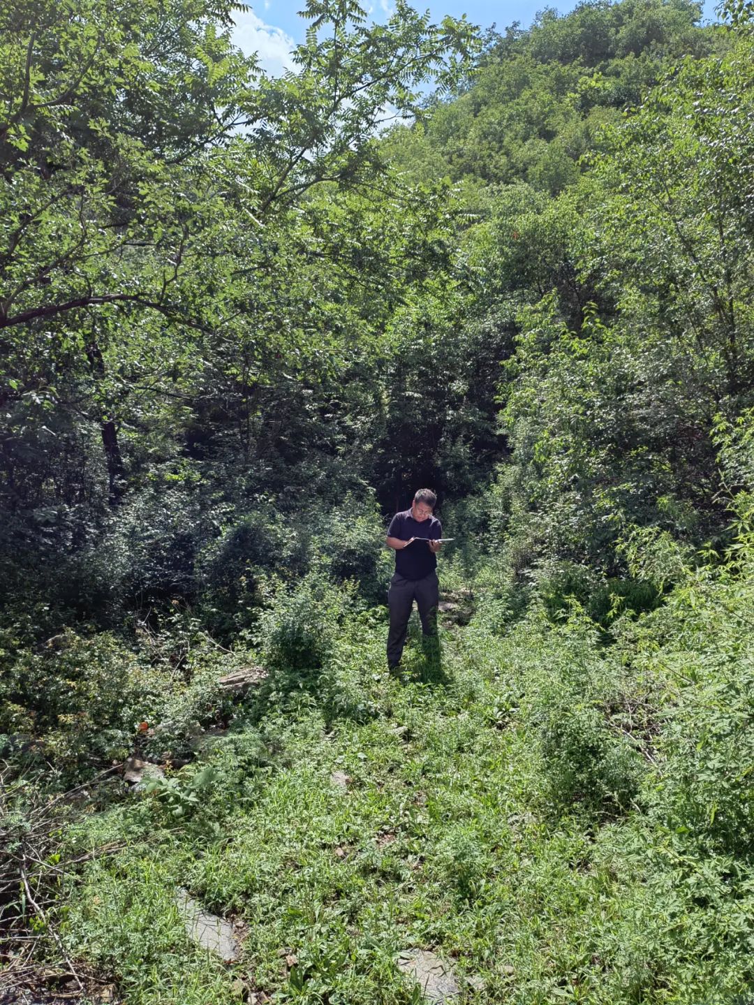 大山里的映山红图片,大山里的映山红歌曲