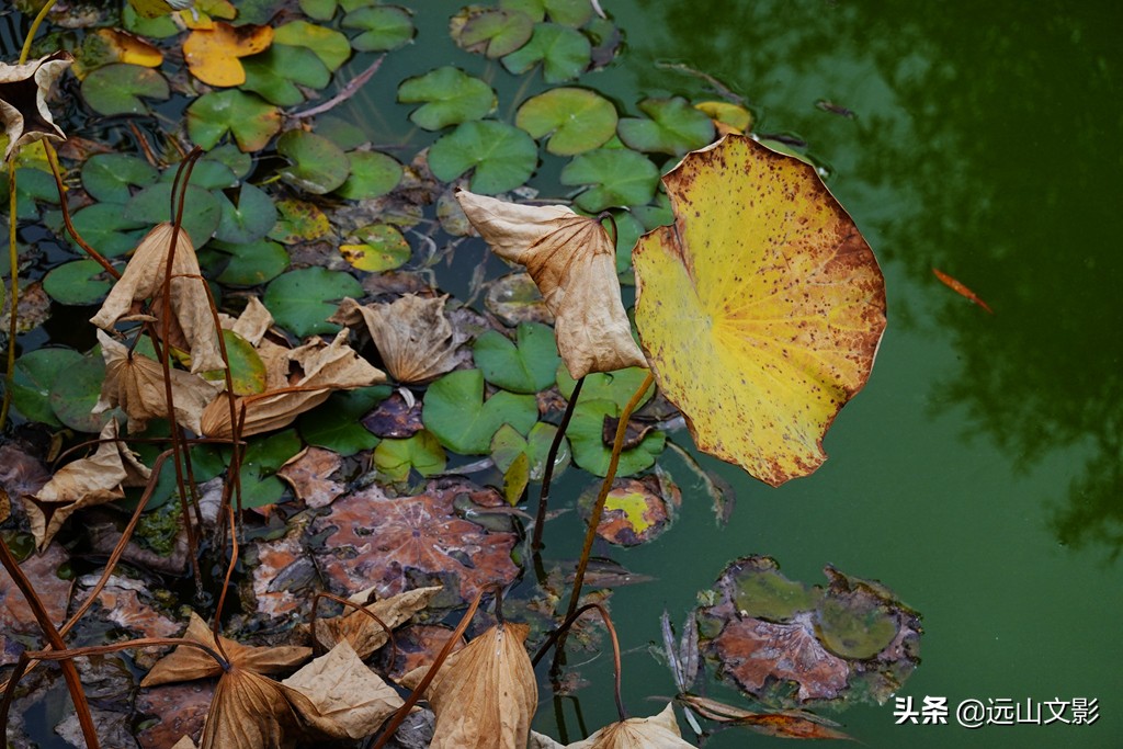 索尼黑卡二怎么拍,索尼黑卡2大光圈拍视频