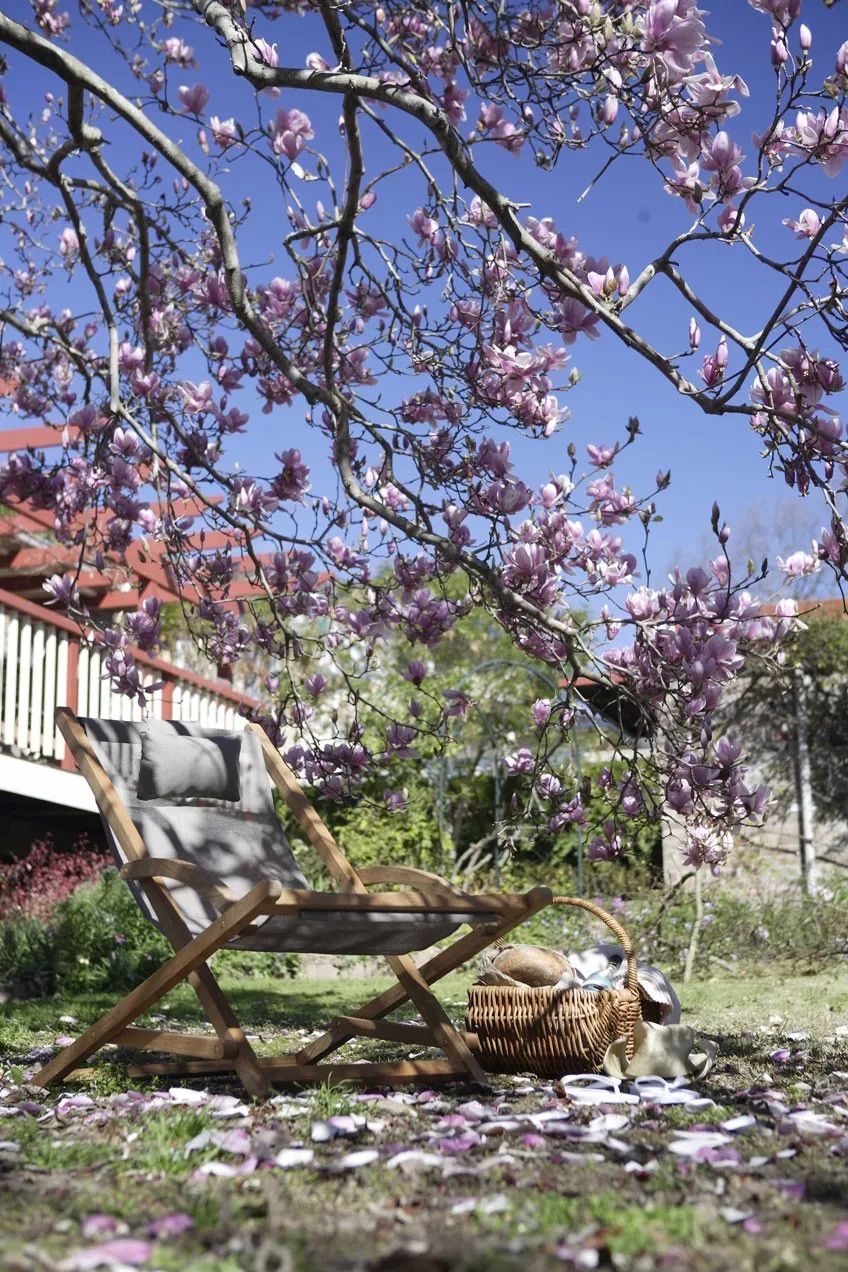 庭院栽树的讲究和忌讳,庭院种哪些树对庭院风水有利