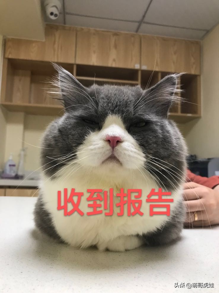 猫有没有不孕不育的,猫咪多大有生育能力公猫