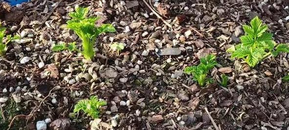 养花的土怎么才能改善酸性土壤,想要土壤疏松透气加什么