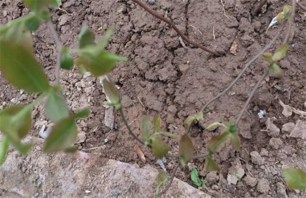 种蓝莓土壤改良成酸性的方法,种植蓝莓土壤如何调酸的