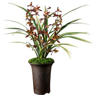 养兰花得雅趣,养兰知识大全