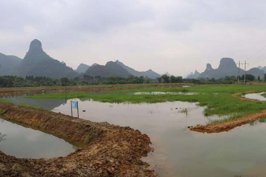 田螺壳长青苔视频,田螺壳上长青苔有什么影响
