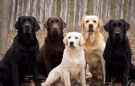 养狗一般养什么最好,新手养狗该养什么好