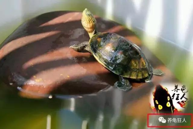 中华花龟和台湾花龟有什么区别,斑纹草龟和普通草龟的区别