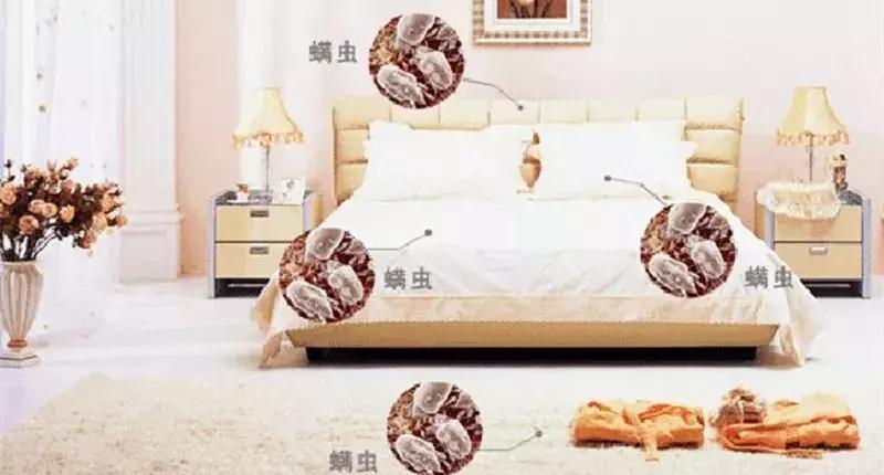 仓鼠小百科|你知道你睡的床上每天都有千万螨虫在吃你的皮屑吗