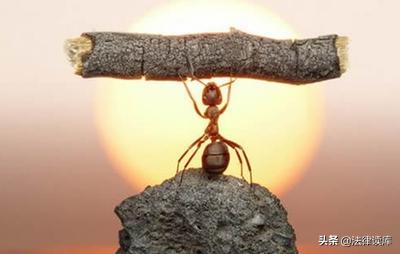 踩死蚂蚁其实是犯法的,踩死蚂蚁犯法吗最佳答案