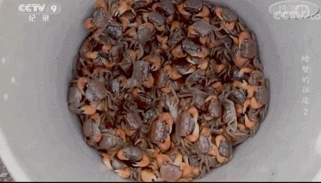 南方熟醉六月黄VS北方生腌皮皮虾,谁才是让人最爱的那口“鲜”?