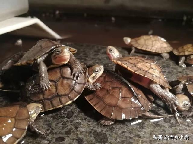 草龟是国家二级保护动物吗,捡到国家二级保护动物龟怎么处理