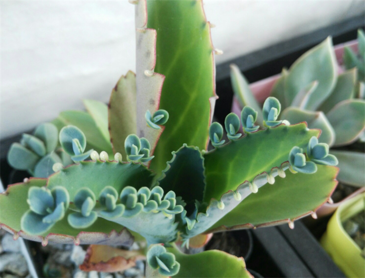 落地生根不死鸟多肉,多肉不死鸟怎么养能爆盆