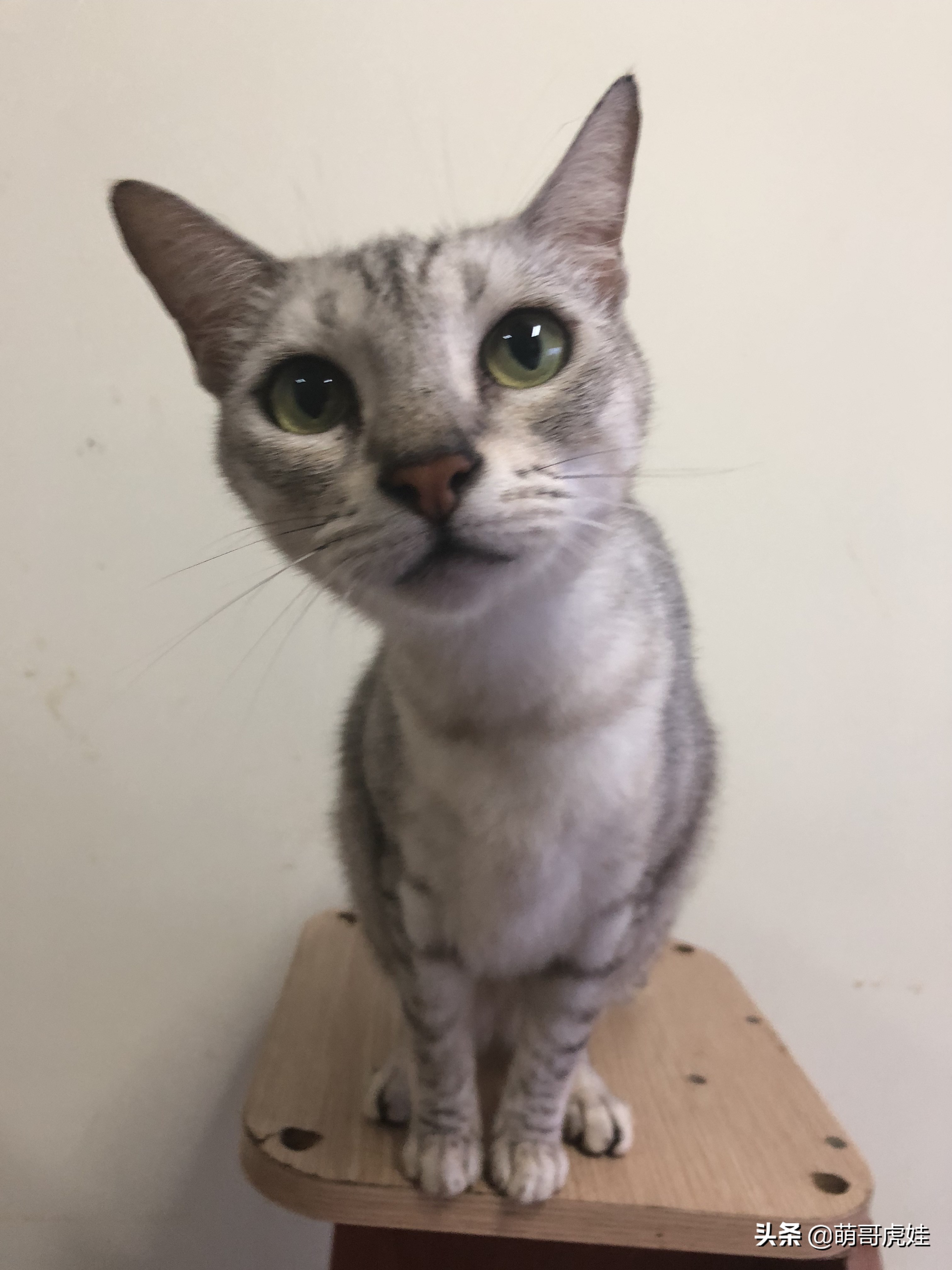 盘点发现自家猫咪干大坏事,主人回来发现猫被丢