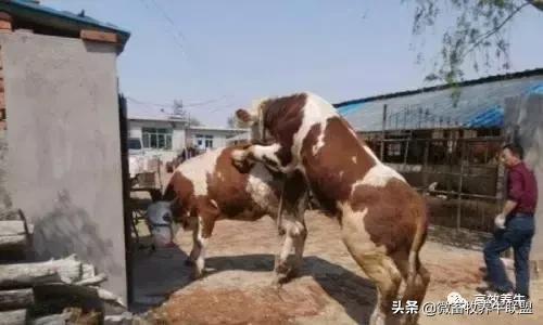 微畜牧,微畜牧养殖联盟