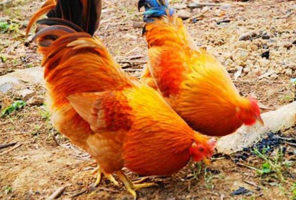 分析鸡的球虫病预防及治疗过程,鸡小肠球虫病用氨丙啉可以治好吗