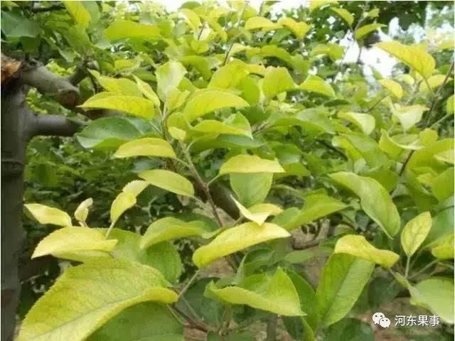 果树小叶病的原因及治疗方法,果树小叶病的原因