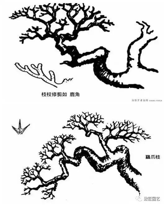 盆景造型基础知识学习树冠比例,盆景造型后期枝条怎么分化
