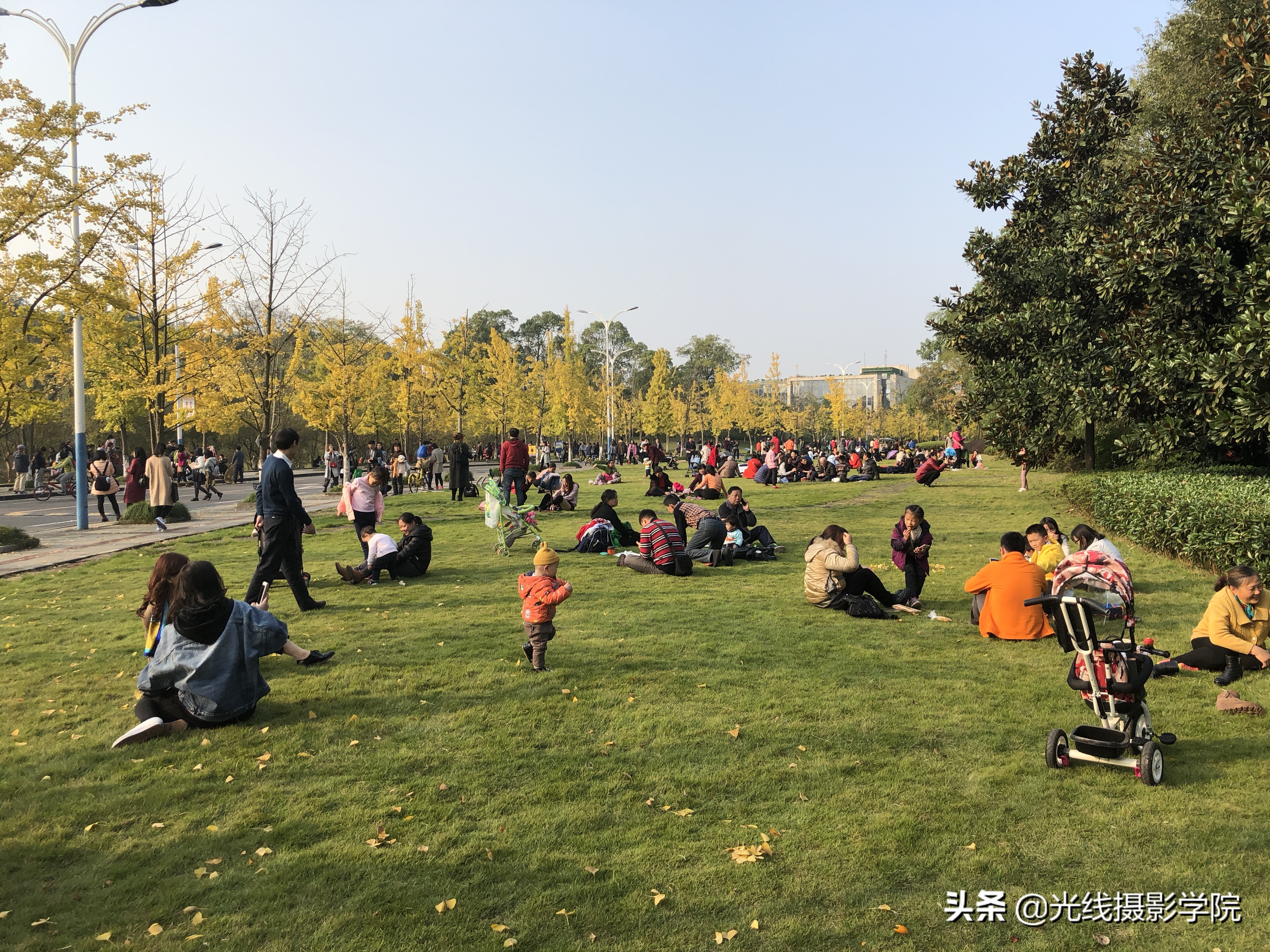 重庆赏银杏,重庆初冬呈现金色银杏