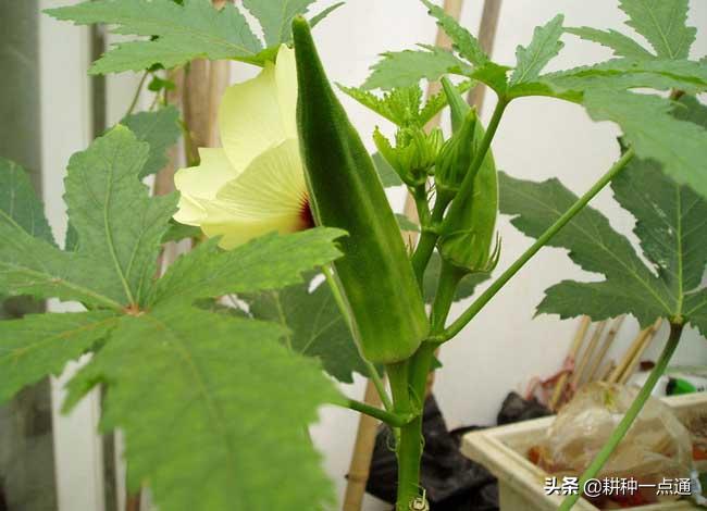 黄秋葵主要虫害有哪些,黄秋葵病害图片大全