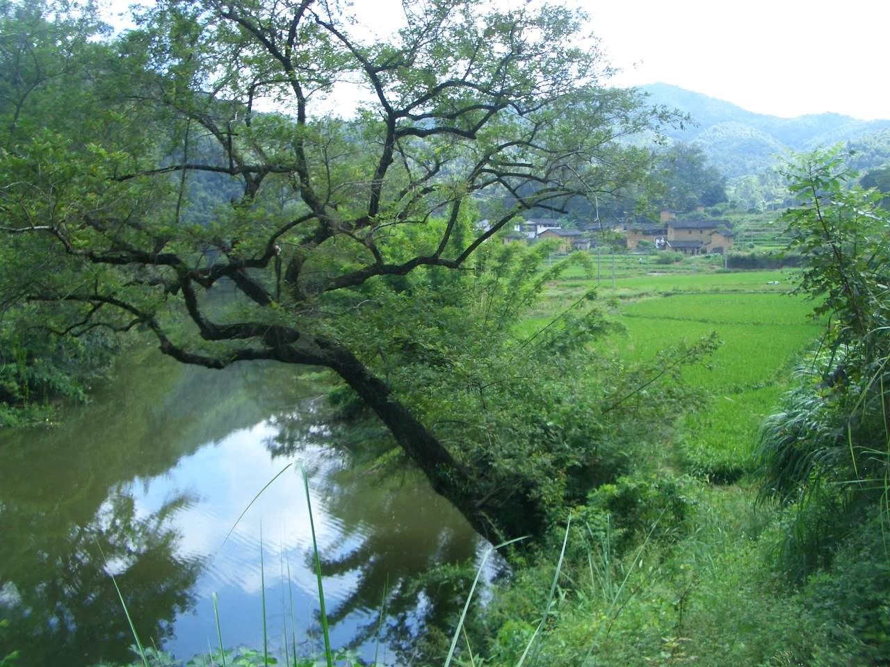 短篇小说丨河树下