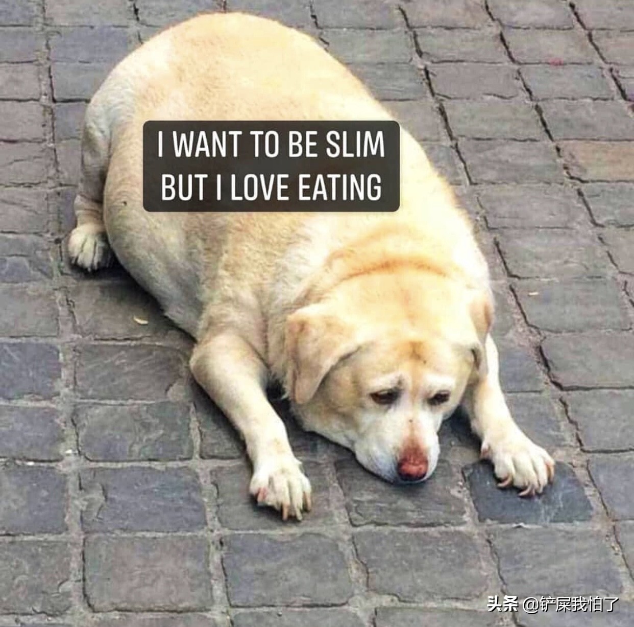 给狗狗报名上学靠谱吗,给狗狗办健身卡