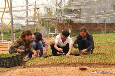 杉木栽培技术,杉木扦插育苗技术