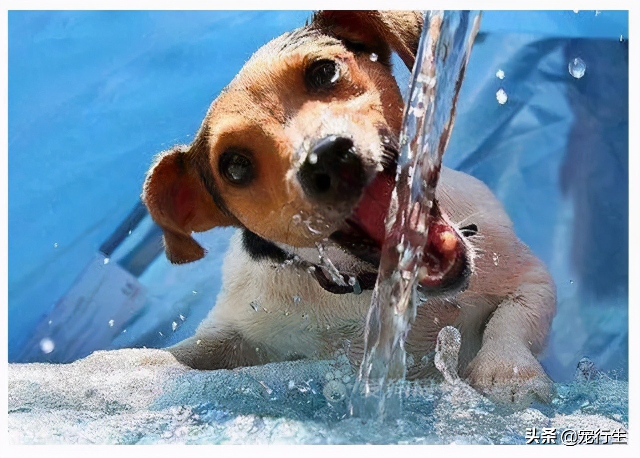 夏天狗子轻微中暑症状,狗子中暑降温措施