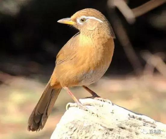 画眉鸟被压口有什么表现,画眉鸟被压口最快恢复