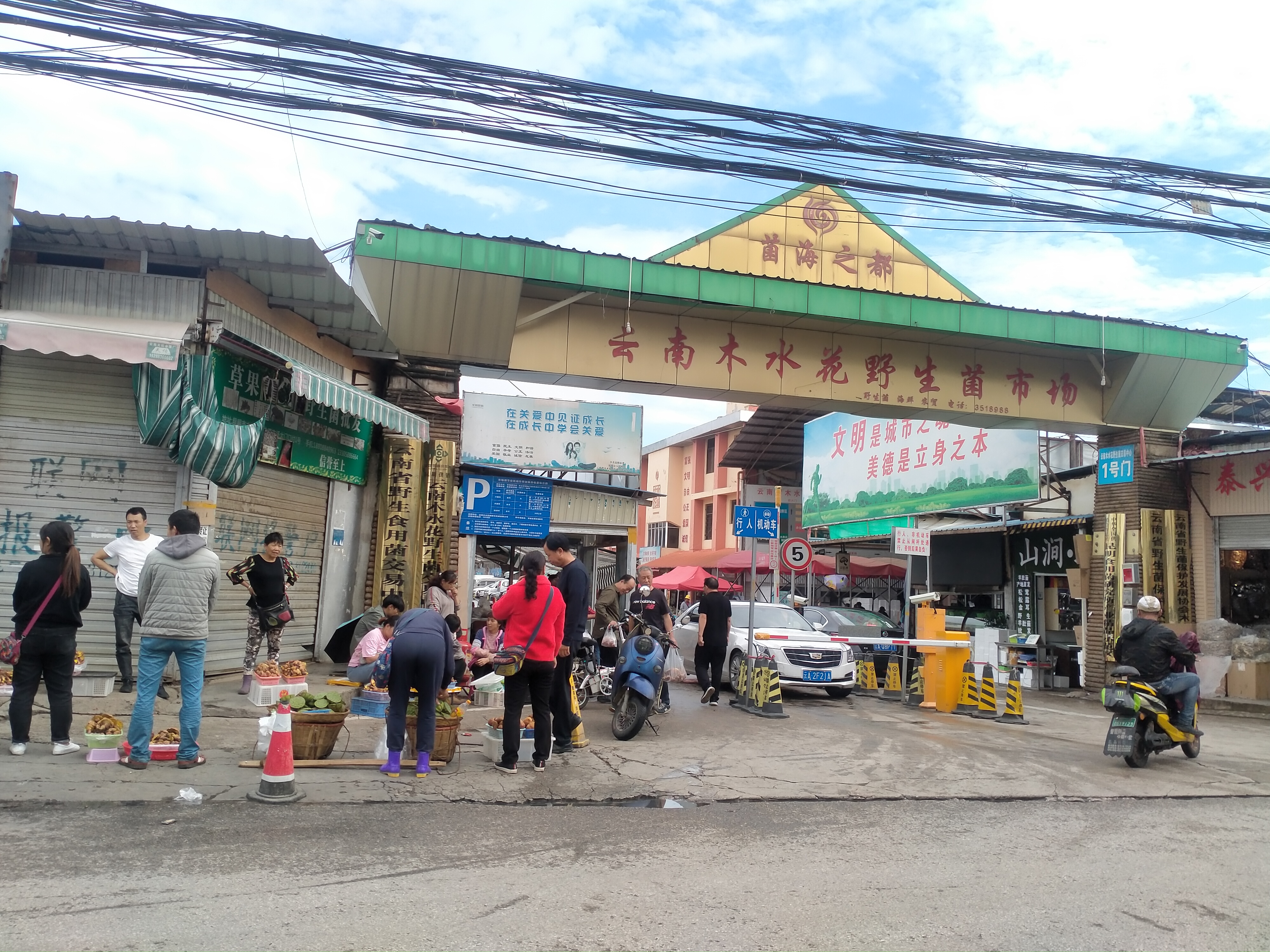 昆明木水花野生菌今天的行情视频 (云南昆明木水花野菌市场)