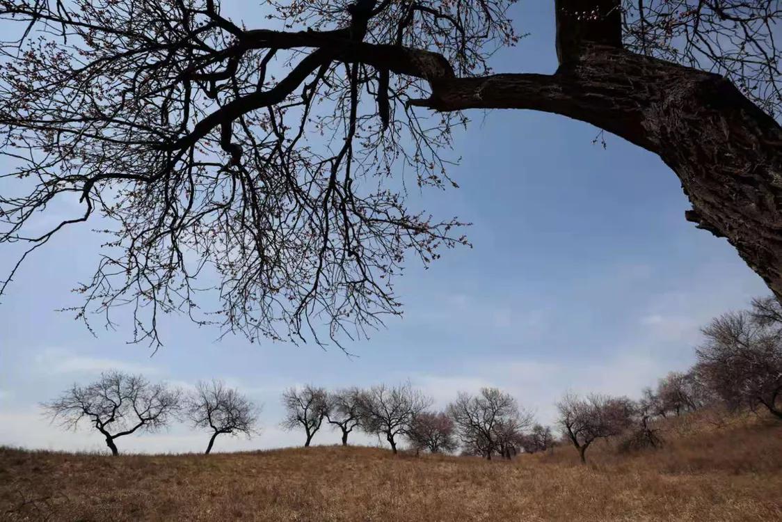 百年古杏林，似苍龙腾越，似雄鹰展翅，笔者带你走入这醉美的地方