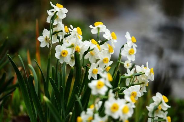 水仙花该怎么养？买回的种球跟着4步走，秋天种植冬天开花