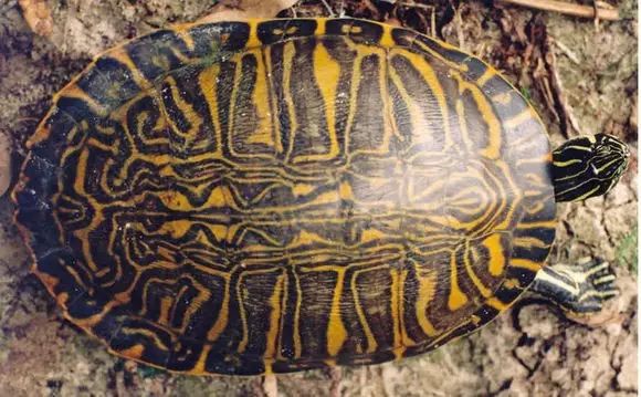 我是谁韩国版人物图片,我是谁日本原版