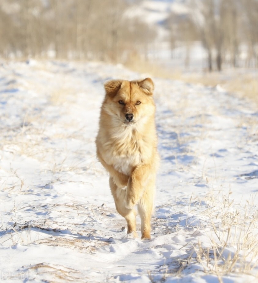 中华田园犬的优缺点及性格,中华田园犬幼犬有人歧视吗