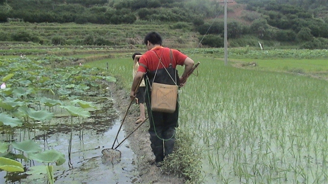 乡情散文田野情怀,最美乡村乡情散文