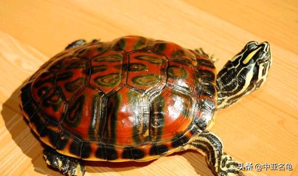 新手养龟快速入门教程,石金钱龟冬天怎么养新手必看