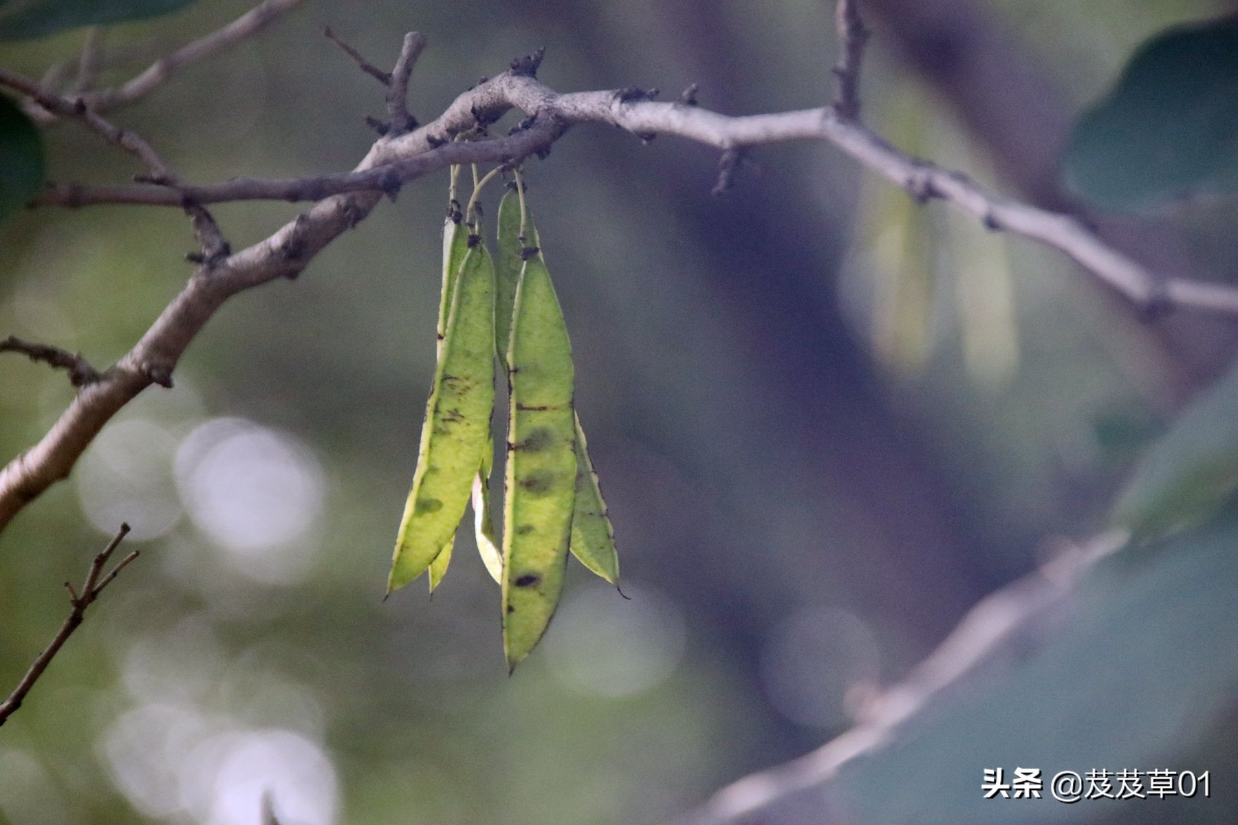 熬过这段难熬的日子就会破茧成蝶,破茧成蝶熬过就是重生