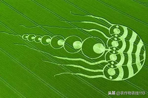 艺术与农业的饕餮盛宴,艺术与农产品结合的创新之处