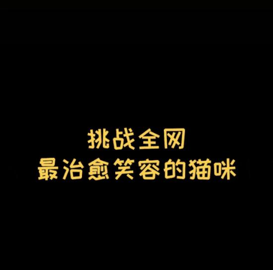 猫咪会笑吗表情,猫咪会笑