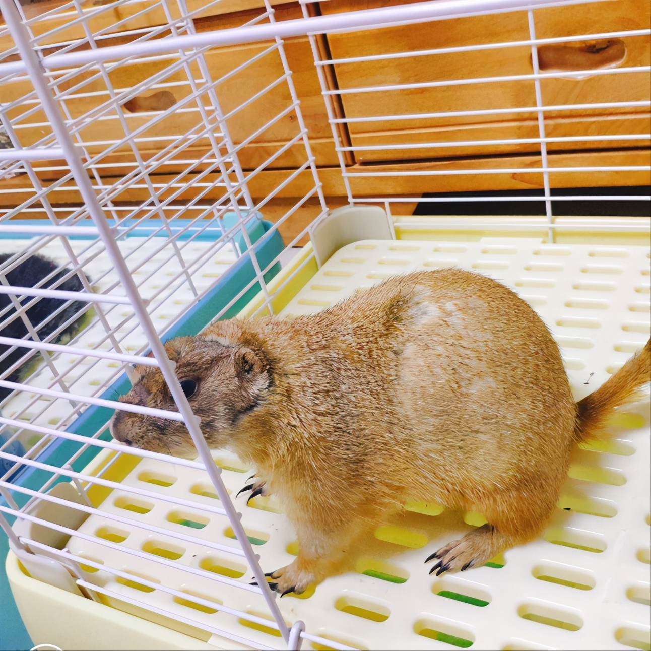 讲一下新手养土拨鼠的注意事项,不懂科学喂养仓鼠